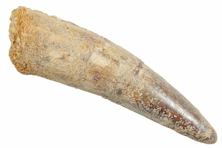 Fossil Spinosaurus Tooth - Real Dinosaur Tooth #363527